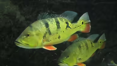 Aquarien mit Cichla ocellaris