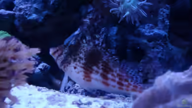 Aquarien mit Cirrhitichthys falco