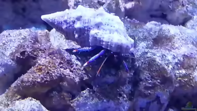 Aquarien mit Clibanarius tricolor