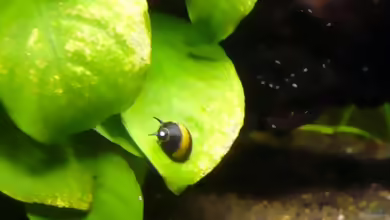 Aquarien mit Clithon corona