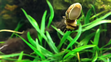 Aquarien mit Clithon corona