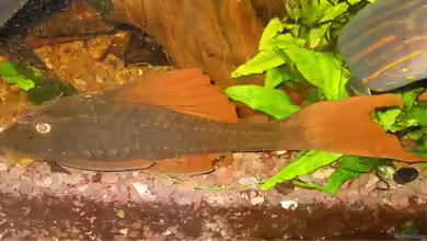 Aquarien mit Cochliodon basilisko