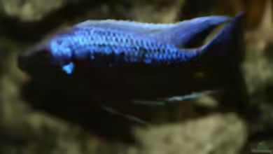 Aquarien mit Copadichromis trewavasae