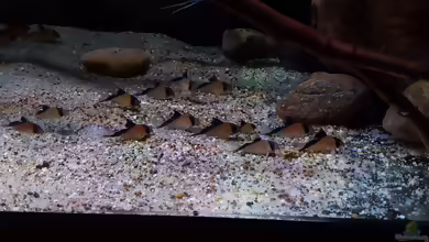 Aquarien mit Corydoras davidsandsi