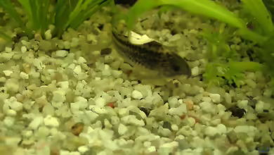 Aquarien mit Corydoras elegans