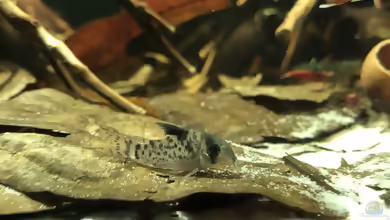 Aquarien mit Corydoras leucomelas