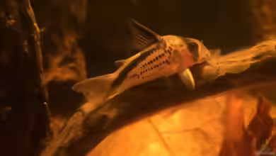 Aquarien mit Corydoras loxozonus