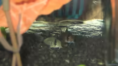Aquarien mit Corydoras metae