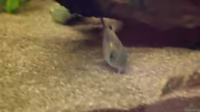 Aquarien mit Corydoras rabauti