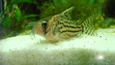 Aquarien mit Corydoras schwartzi