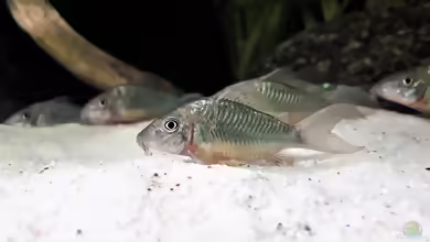 Aquarien mit Corydoras splendens