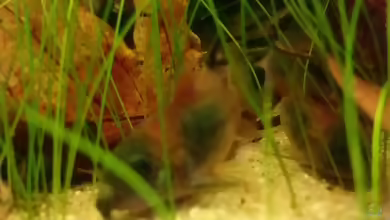 Aquarien mit Corydoras venezuelanus