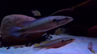 Aquarien mit Crenicichla inpa