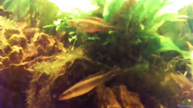 Aquarien mit Crenicichla notophthalmus