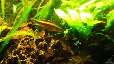 Aquarien mit Crenicichla notophthalmus