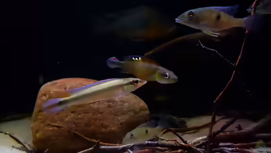 Aquarien mit Crenicichla regani