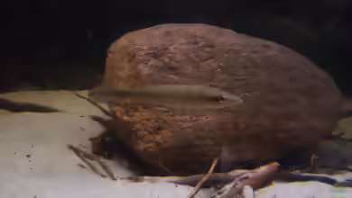 Aquarien mit Crenicichla regani