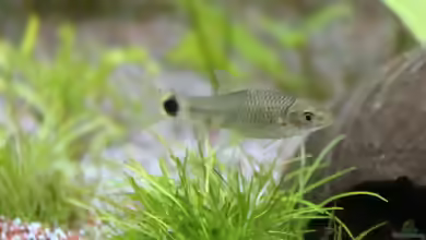 Aquarien mit Crossocheilus reticulatus