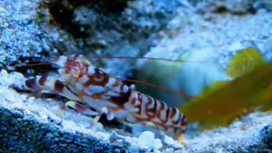 Aquarien mit Cryptocentrus cinctus