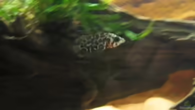 Aquarien mit Ctenopoma acutirostre