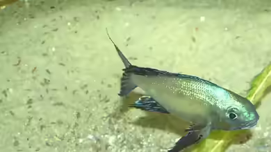 Aquarien mit Cyathopharynx furcifer