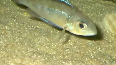 Aquarien mit Cyathopharynx furcifer