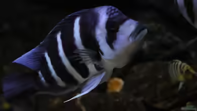 Aquarien mit Cyphotilapia gibberosa