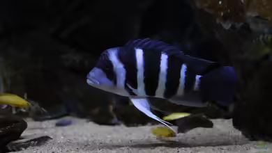 Aquarien mit Cyphotilapia gibberosa