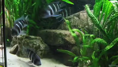 Aquarien mit Cyphotilapia gibberosa