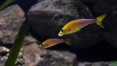 Aquarien mit Cyprichromis leptosoma