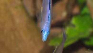 Aquarien mit Cyprichromis leptosoma