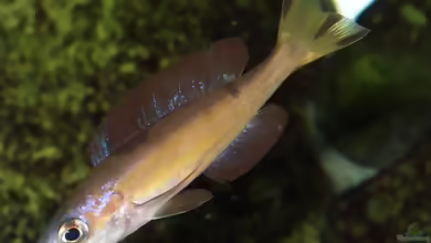 Aquarien mit Cyprichromis microlepidotus