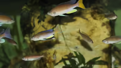 Aquarien mit Cyprichromis pavo