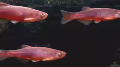 Aquarien mit Danio albolineatus