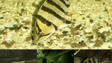 Aquarien mit Datnioides polota