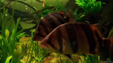 Aquarien mit Datnioides pulcher