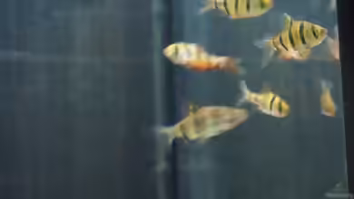 Aquarien mit Desmopuntius pentazona