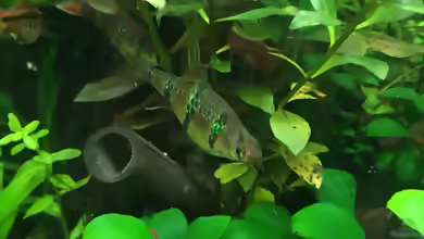 Aquarien mit Desmopuntius pentazona