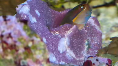 Aquarien mit Ecsenius stigmatura