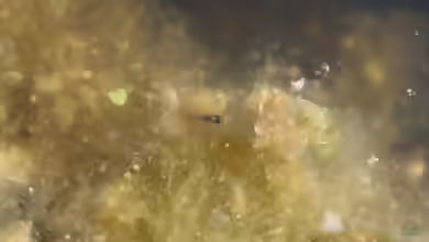 Aquarien mit Enneacanthus chaetodon