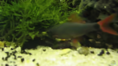 Aquarien mit Epalzeorhynchos frenatum