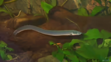 Aquarien mit Erpetoichthys calabaricus