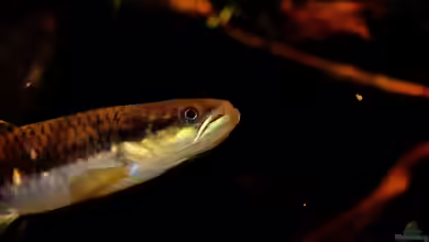 Aquarien mit Erythrinus erythrinus