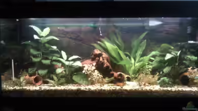 Aquarien mit Fotorückwand als Deko