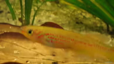 Aquarien mit Fundulopanchax amieti