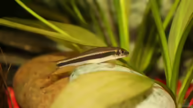 Aquarien mit Garra cambodgiensis