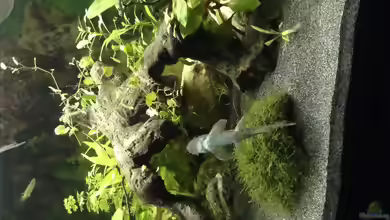 Aquarien mit Garra ceylonensis