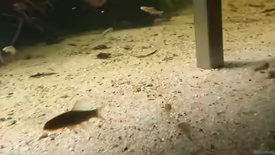 Aquarien mit Garra rufa