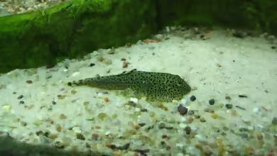 Aquarien mit Gastromyzon punctulatus