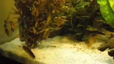 Aquarien mit Gefleckten Dornaugen